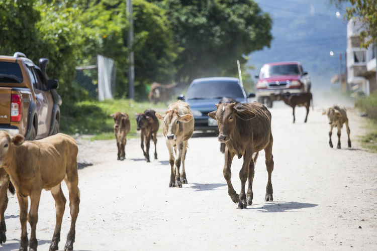 Cattle on road blocking traffic in city.