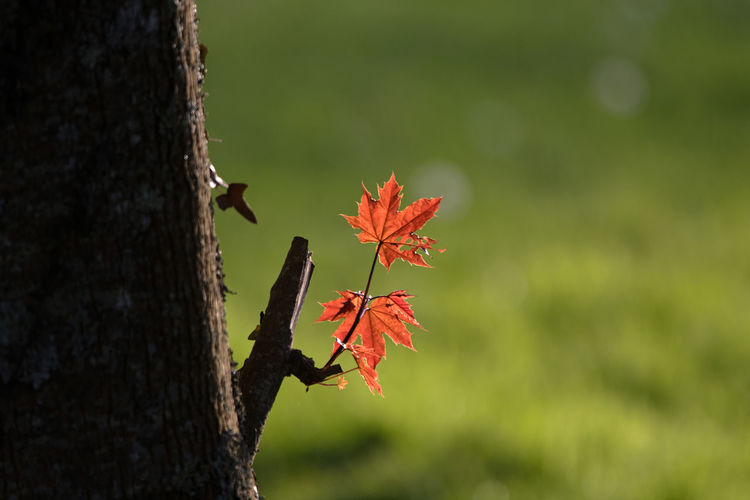 nature