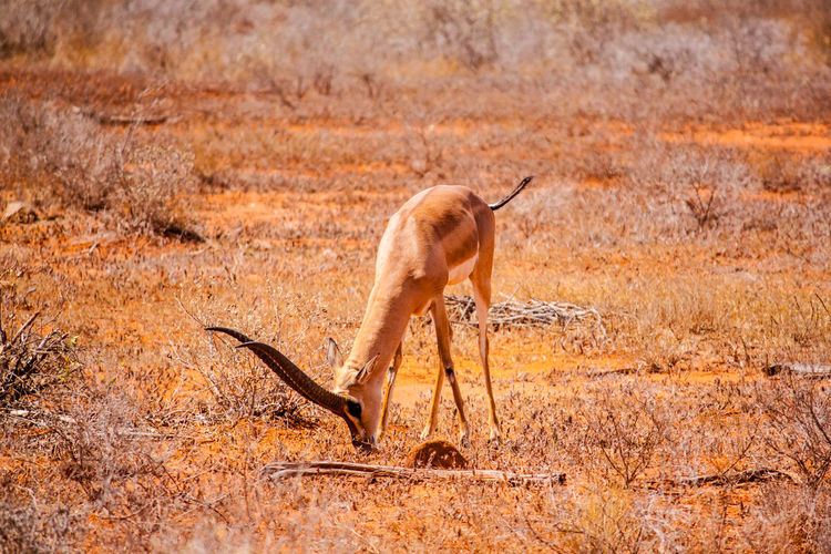 Gazelle on field at tsavo east national park