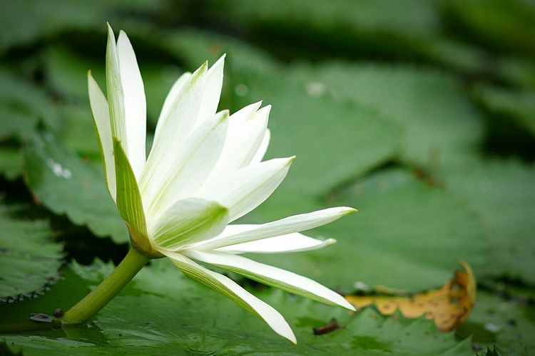 Close-up of white flower floating on water
