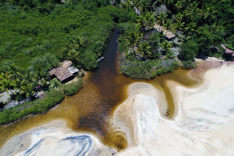 High angle view of plants growing on land