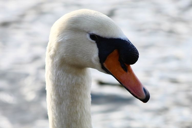 Close-up of swan