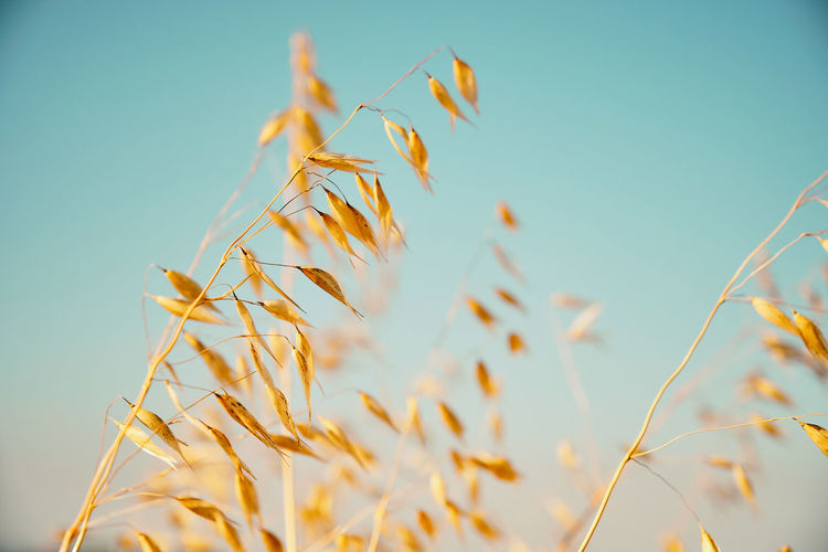 Close-up of wheat plants against clear sky