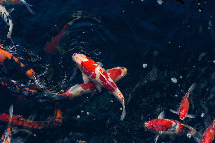 High angle view of koi fish in water
