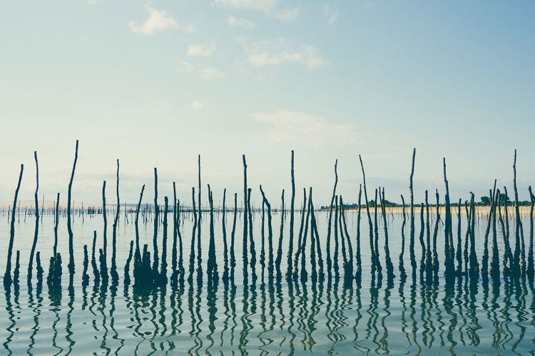 Scenic view of wooden posts in sea