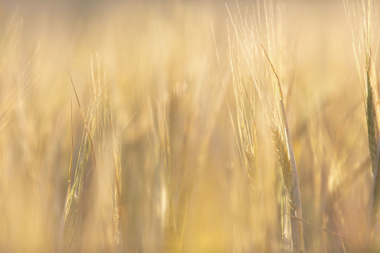 Close-up of wheat growing on field