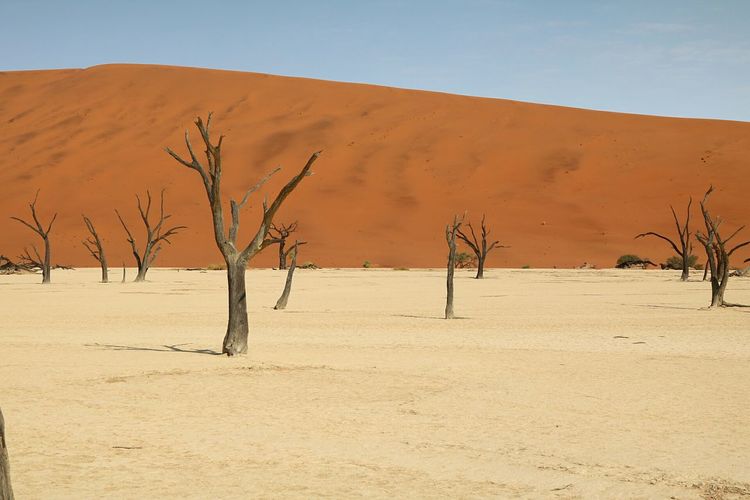 Bare trees at namib desert