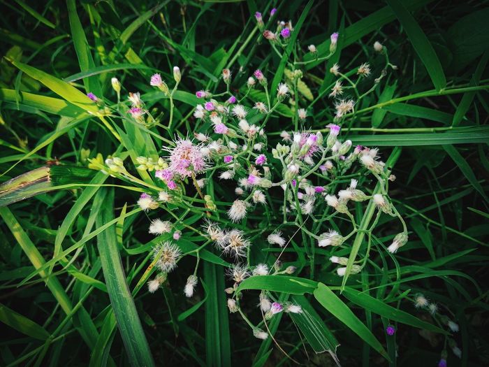 High angle view of purple flowering plants on land