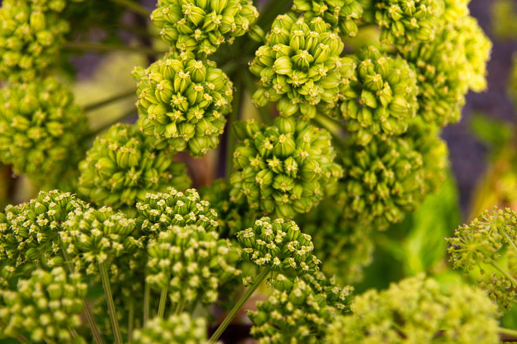 Close-up of fresh green plants