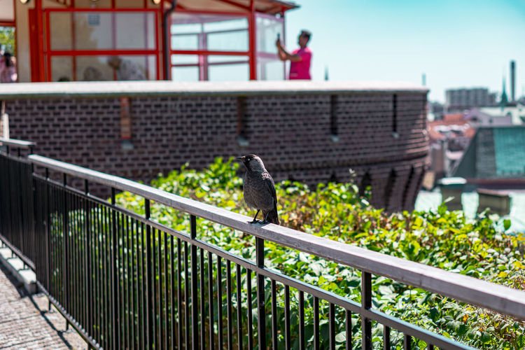 View of bird perching on railing