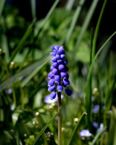 Close-up of purple flowering plant on field