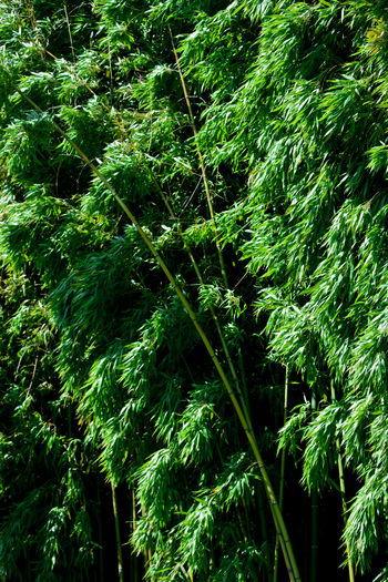 Full frame shot of bamboo trees