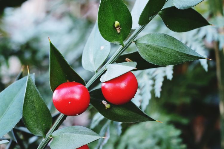 Butcher's broom, ruscus aculeatus, against green forest