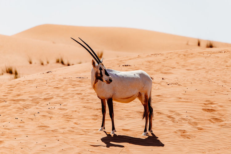 Oryx standing in desert
