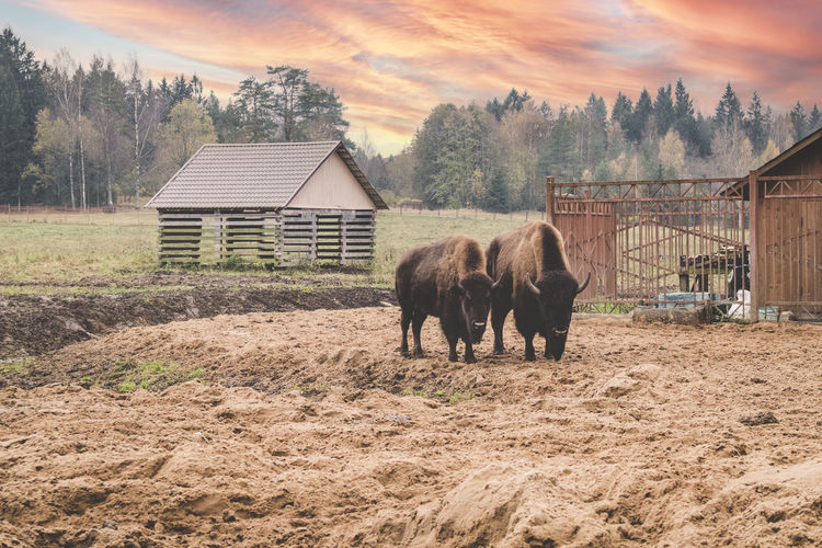 Pair of bisons at sunset in national park zoo happy home