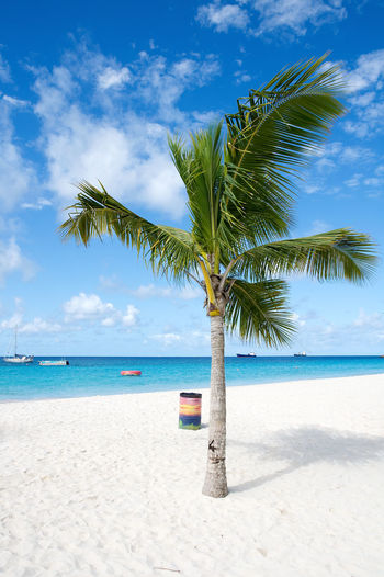 Palm tree on beach against blue sky