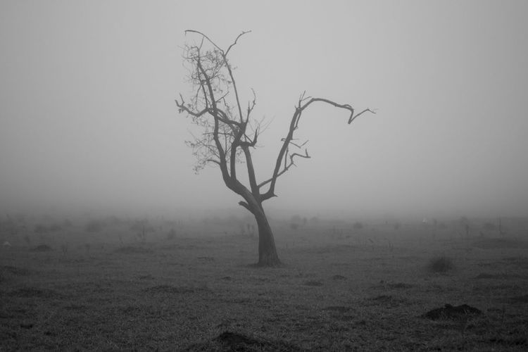 Bare tree on field against sky