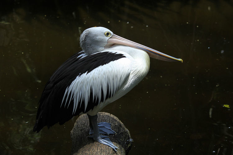 White pelicans in a natural artificial pond at gembira loka zoo. in nature pelican eating fish