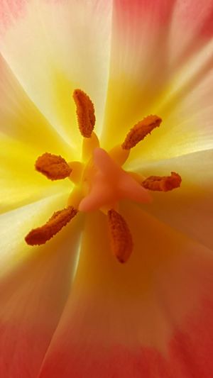 Close-up of fresh day lily blooming outdoors