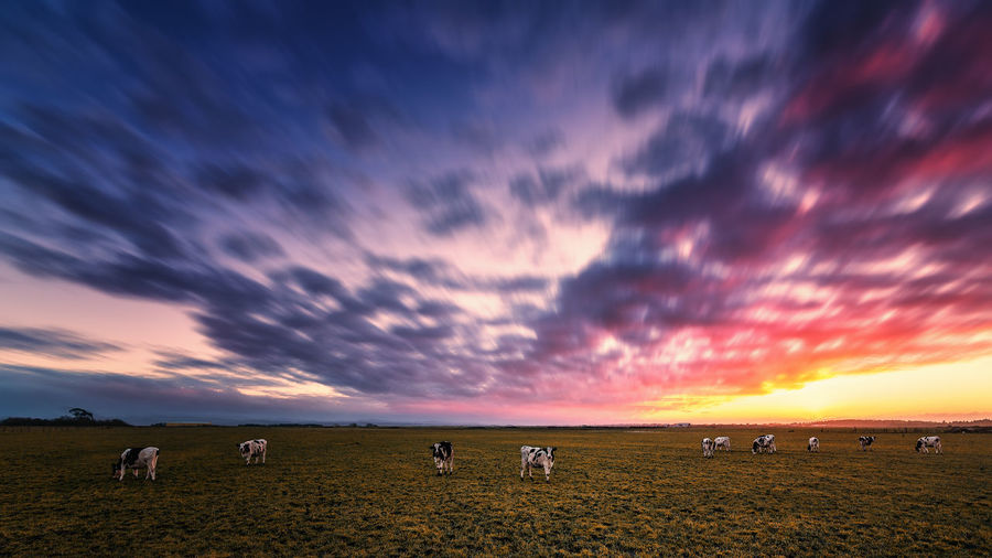 Cows grazing on field against dramatic sky during sunset