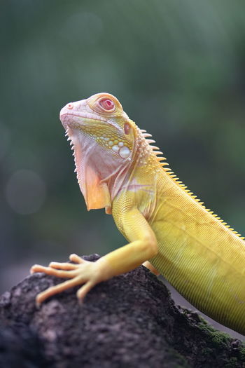 Close-up of lizard