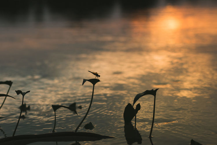 Silhouette plants by lake against sky during sunset