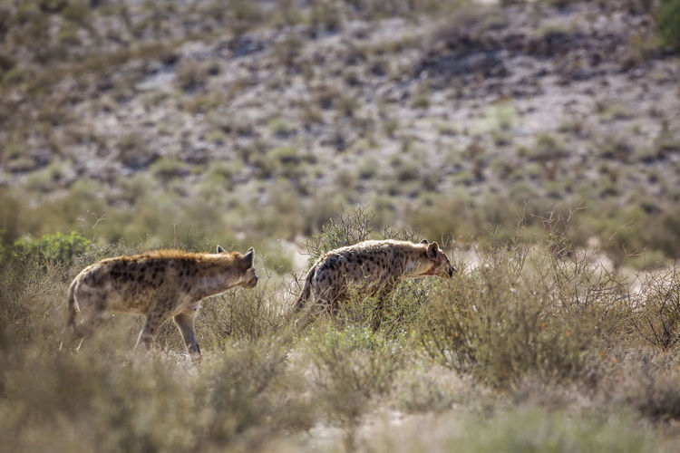 View of spotted hyenas in wild
