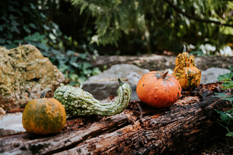 Pumpkins on wood