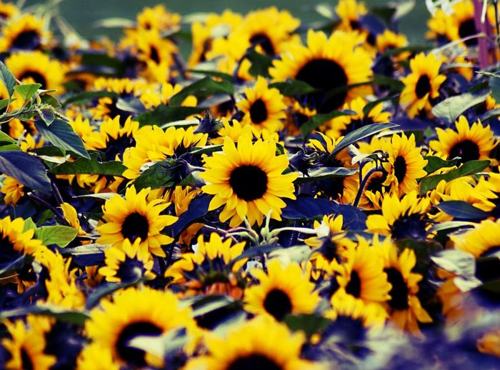Close-up of yellow flower
