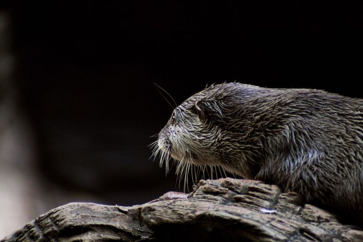 Close-up of an otter on rock