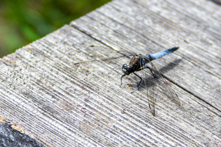 Close-up of housefly on wooden plank