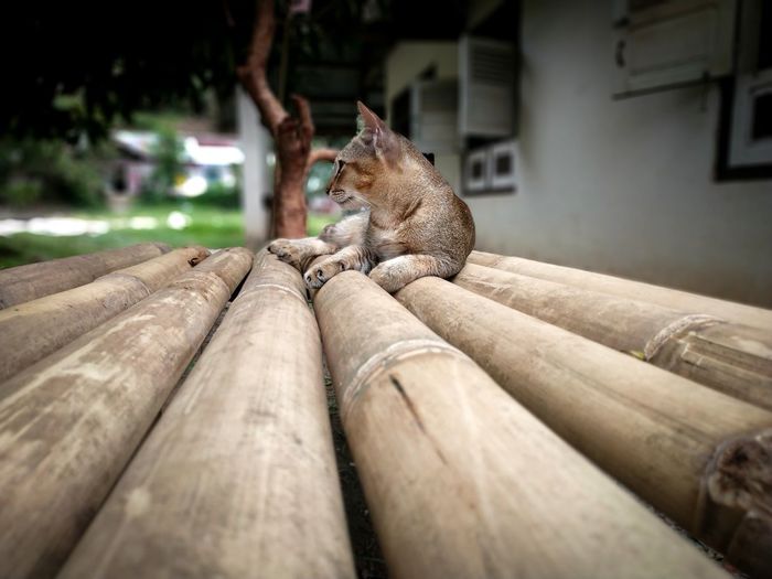 Cat sitting on wooden logs