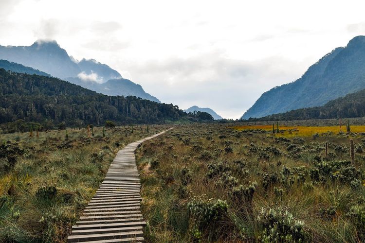 A wooden footpath in the wild at rwenzori mountains, uganda