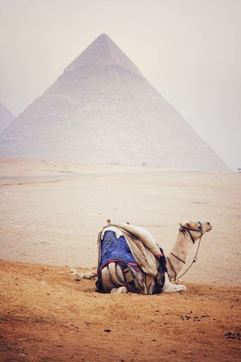 View of camel on desert against sky