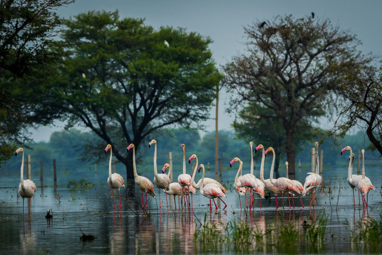 Flamingos walking in lake against trees