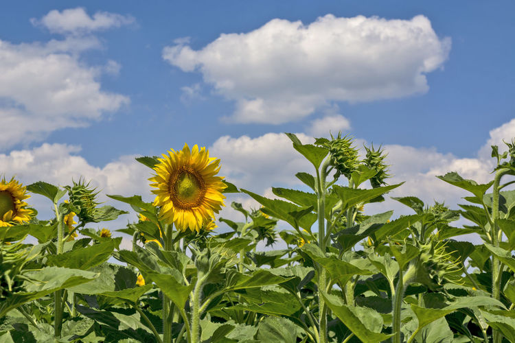 Scenic view of sunflower on field against cloudy sky
