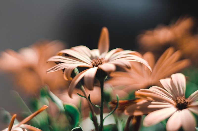 Close-up of flowering plant