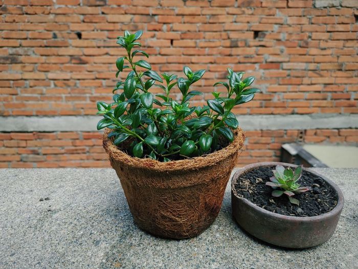 Potted plant against brick wall