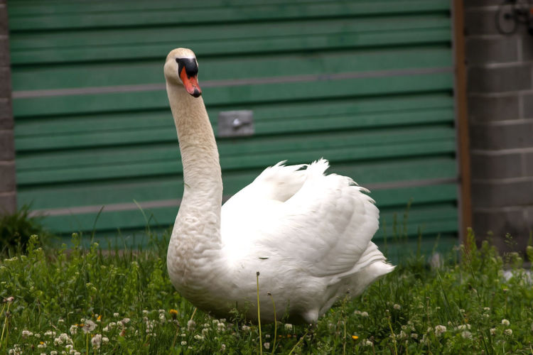 Close-up of swan on field