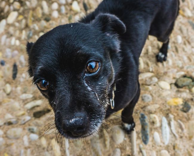 Close-up portrait of black dog