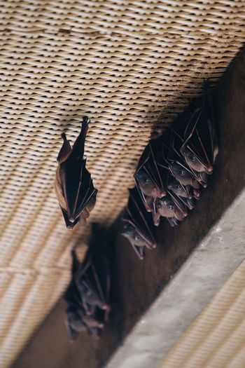 Baby bats hanging on ceiling