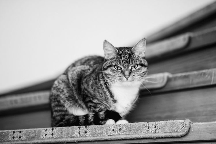 Close-up portrait of a grumpy cat
