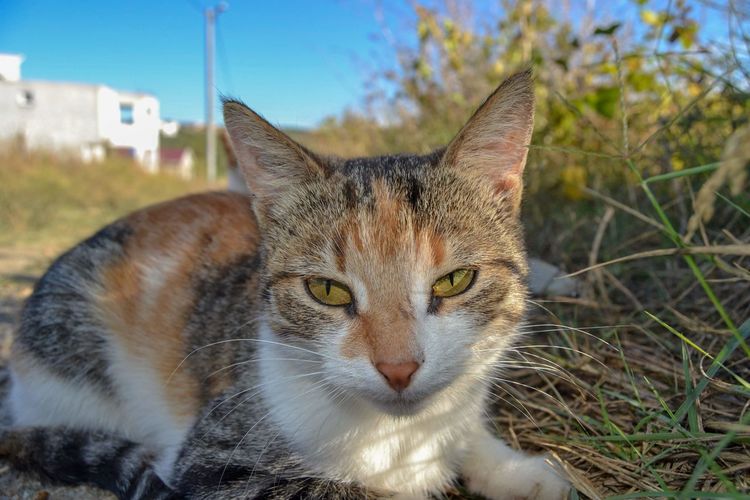 Close-up portrait of a cat