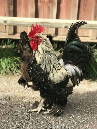 View of a rooster