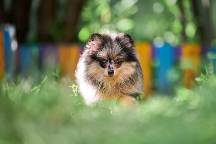 Pomeranian spitz puppy in garden. cute pomeranian dog on walk. puppy, friendly funny spitz pom dog