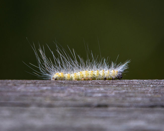 Extreme close-up of caterpillar on wood