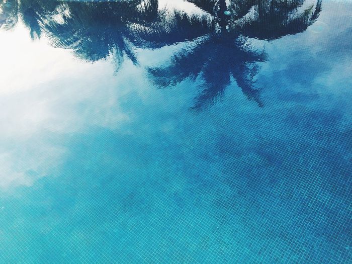 Reflection of coconut palm tree against blue sky on swimming pool