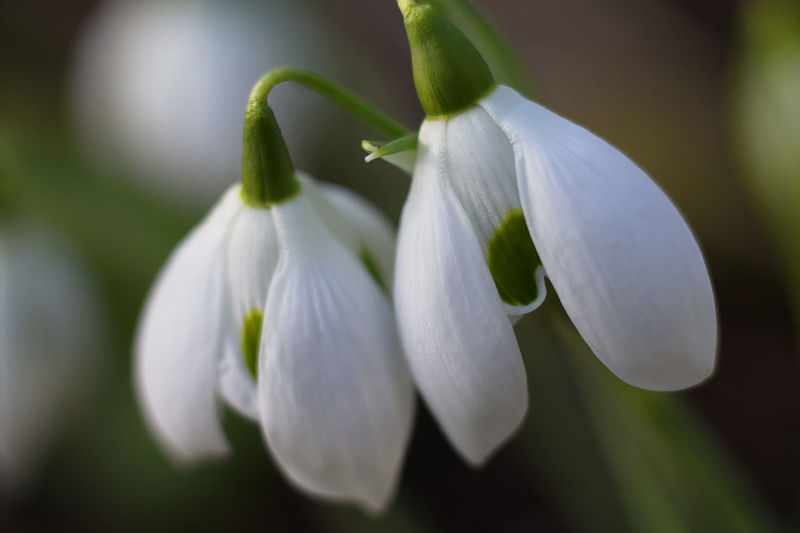 Close-up of white flowers blooming outdoors