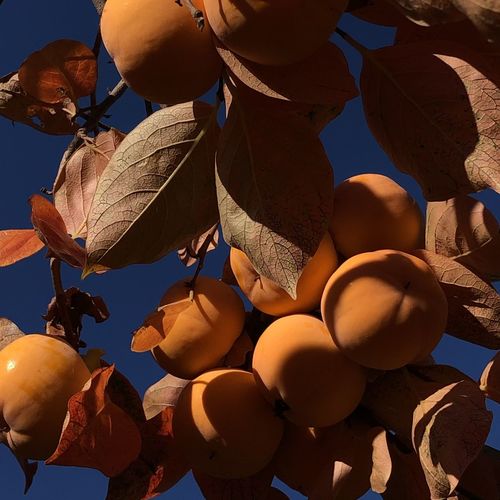 Low angle view of oranges against blue sky