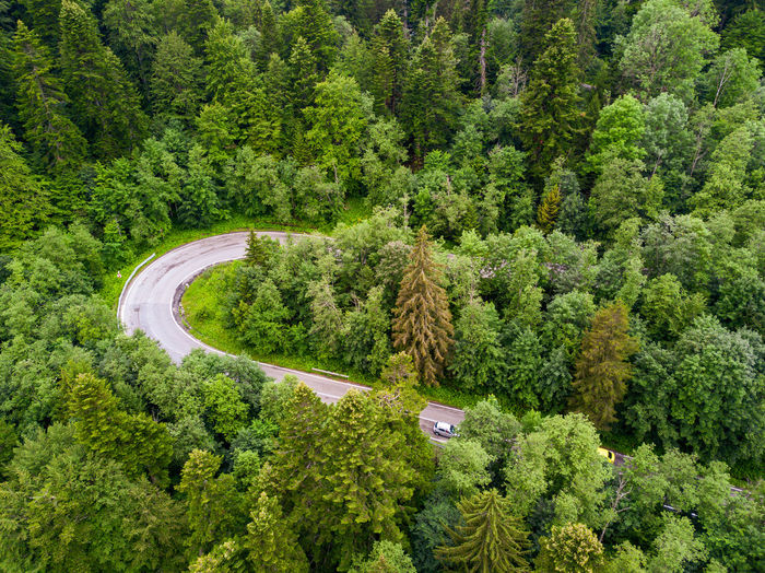 High angle view of winding road amidst trees in forest